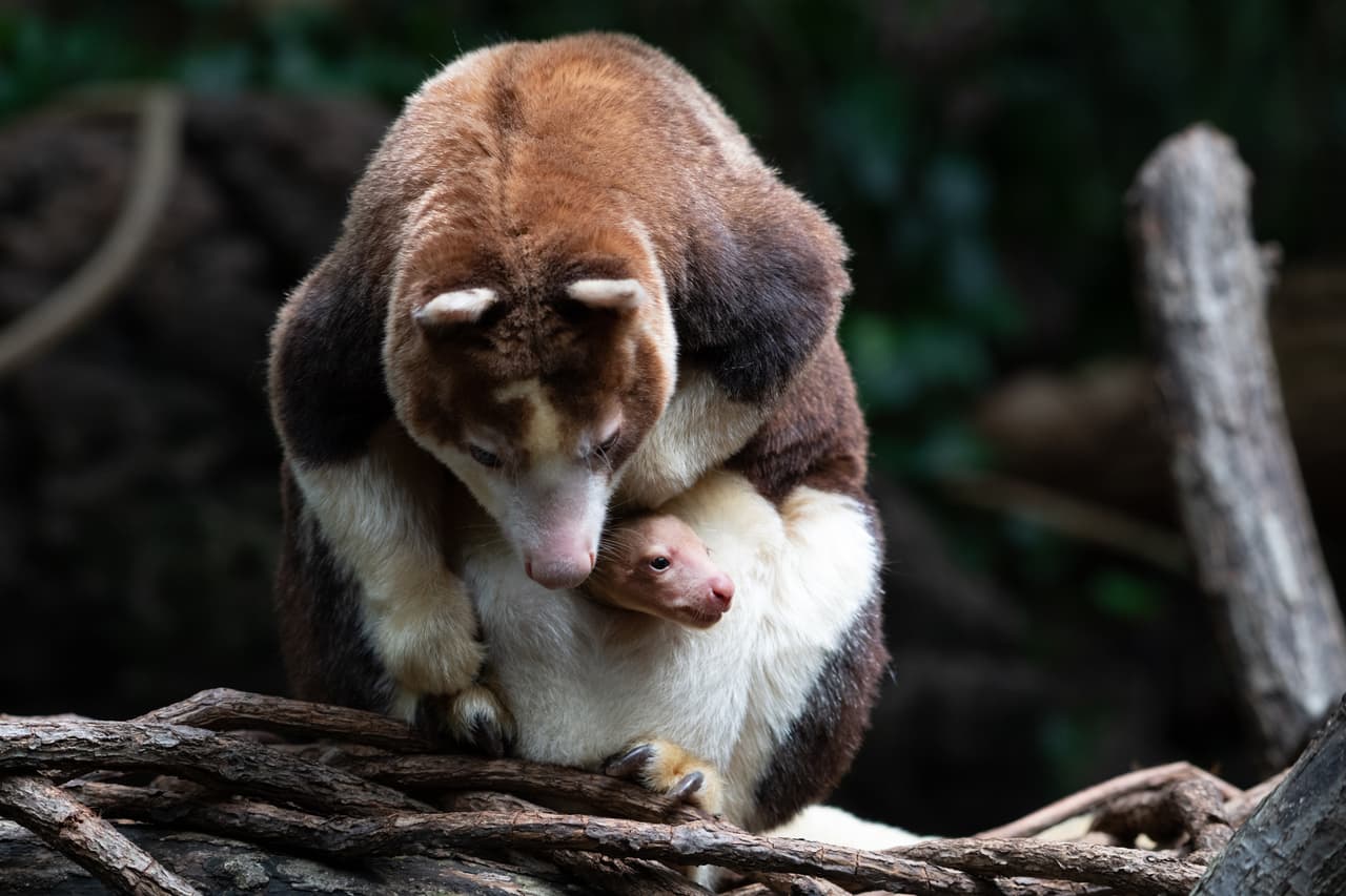 La cría es la primera de su especie nacida en el zoologico del Bronx desde 2008.