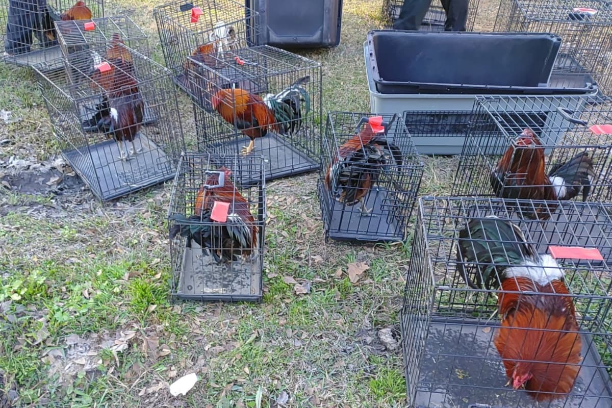 En un terreno realizaban peleas de gallos clandestinas, gracias a una denuncia anónima, la policía pudo rescatar a cientos de gallos y arrestar a varias personas.