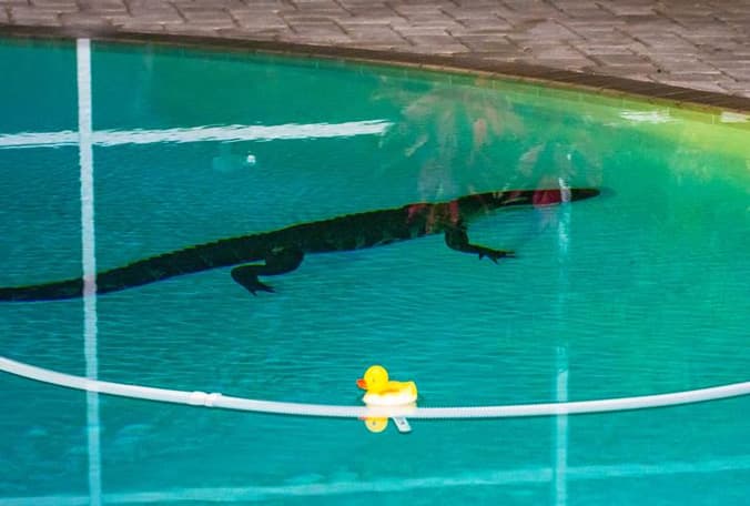El caimán encontrado en la piscina de Nancy Bloch, en Palm Harbor.