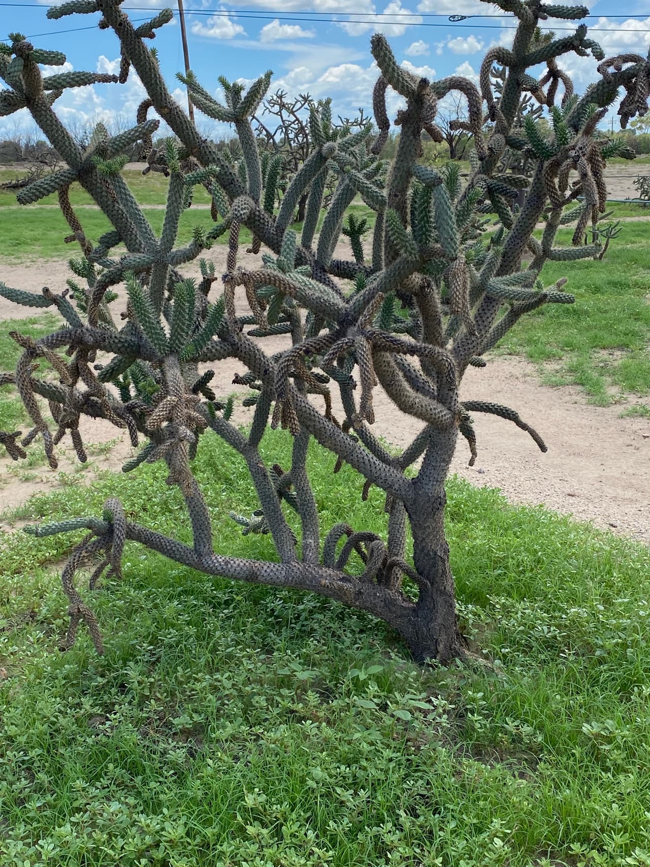 Más de veinte centímetros de lluvia (8 pulgadas de agua) cayeron sobre Tucson en julio.