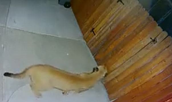 Cámara de vigilancia capta en acción a un puma saltando la cerca de una vivienda en la Península 