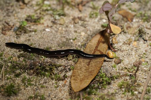 De encontrar uno, Instituto de Especies Invasoras de Texas solicita que le tome una foto para poder recolectar los datos.