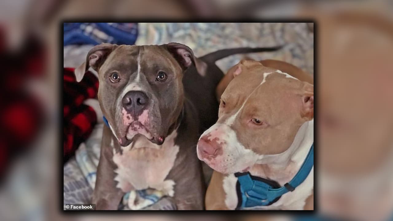 Los perros fueron encontrados en la casa de su dueño y luego fueron sacrificados.