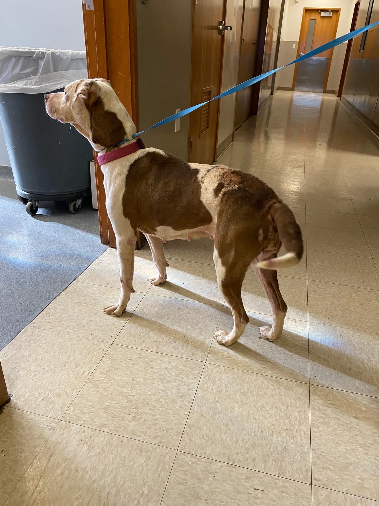 Se retiraron del domicilio 61 animales, incluyendo bovinos, aves y mascotas en varios estados de salud. Las autoridades encontraron cerdos, perros, patos, gallinas, cabras, ovejas, gatos, conejos, vacas y caballos.