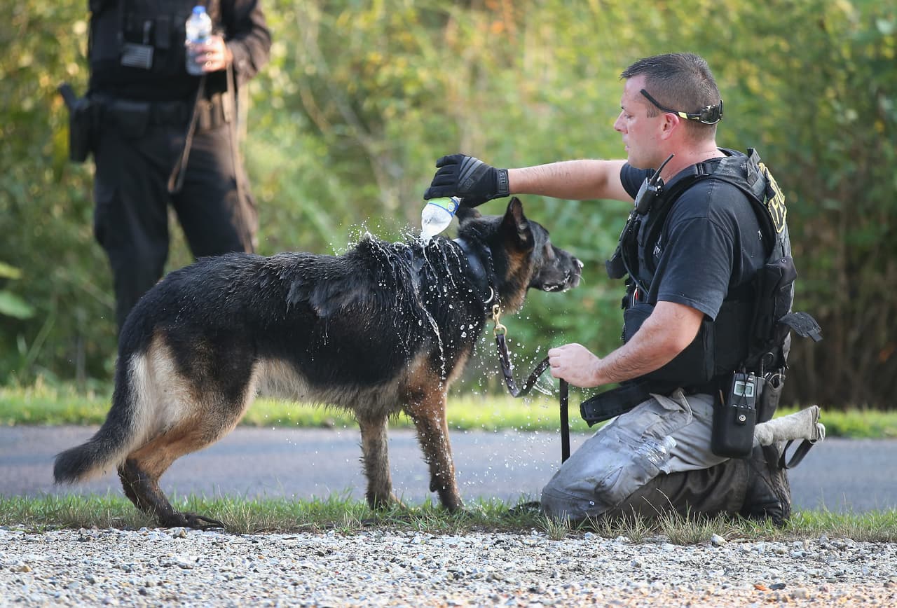 Y cerca de 48 perros policías que buscan en los alrededores.