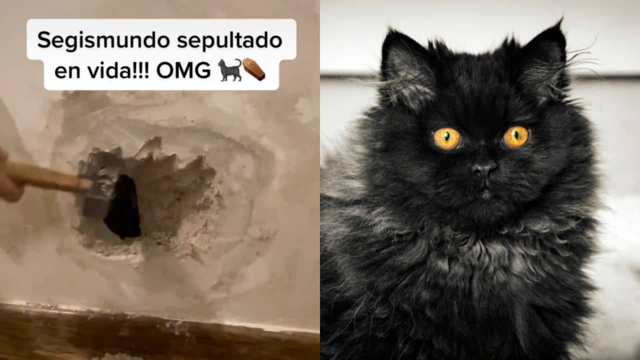 Arreglan hoyo en su casa y su gato queda encerrado tras la pared: divertido video se hace viral