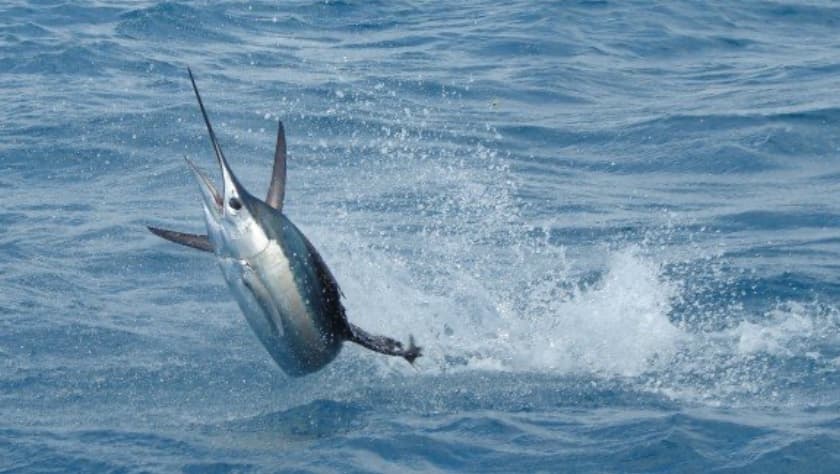 Pez vela de 100 libras se clava en la ingle de una anciana durante un paseo de pesca