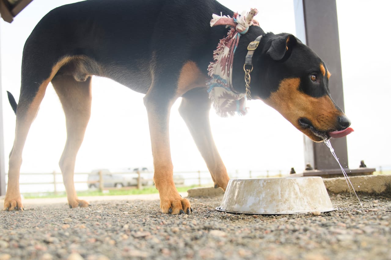 Asegúrate de que tengan buena comida y agua. 
<br>