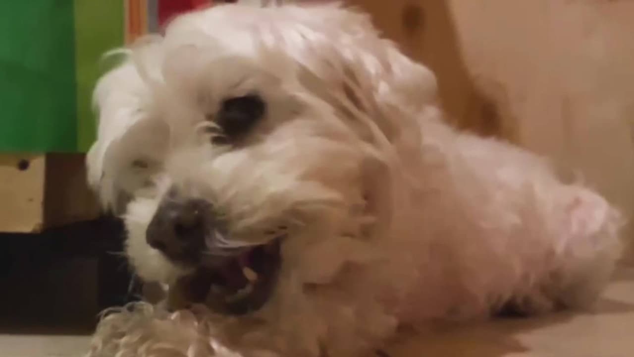 Familia hispana denuncia que su perrita fue sacrificada horas después de huir de su casa