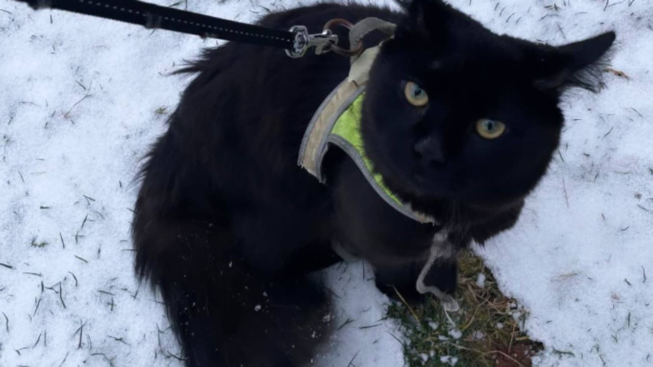 Nos compartieron también la imagen de una mascota viviendo esta experiencia. "Llevé a mi gatito afuera para que jugara en la nieve. También es su primera vez viendo nieve", nos comparte Anais Otero-Manzano, quien menciona que el nombre de su amigo es Hali.