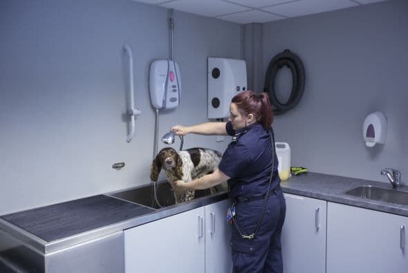 Por lo regular los perros trabajan en el aeropuerto de Inglaterra ya que es la principal entrada al país.