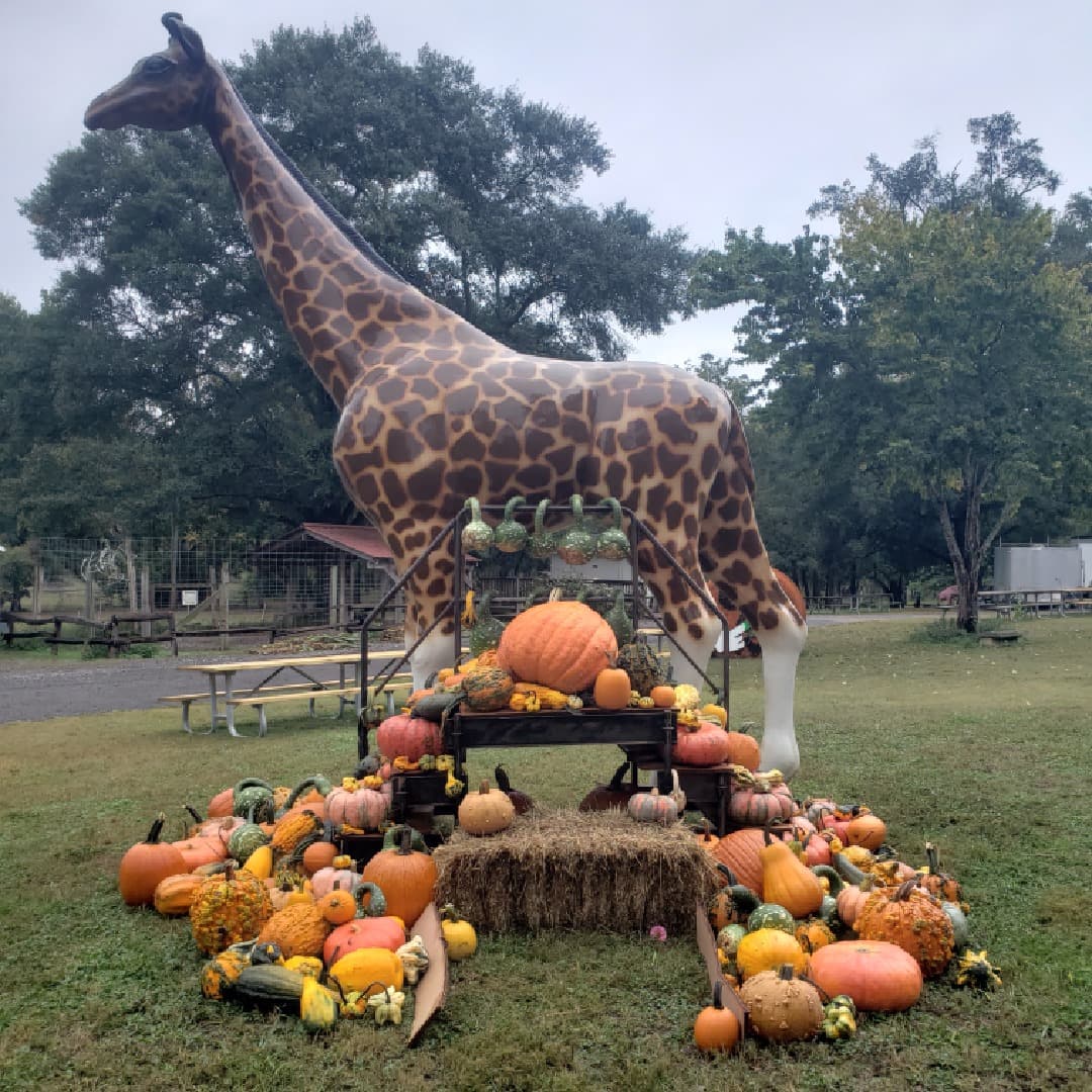 <b>Pettit Creek Farms (Cartersville)</b>
<br>
<b>Sitio web</b>: 
<a href="https://pettitcreekfarms.com/">https://pettitcreekfarms.com/</a> 
<br>
<b><a href="https://maps.app.goo.gl/9q8TrB4oiX2H9DGdA">Cómo llegar</a> </b>
<br>
<br>Pettit Creek Farms ofrece a sus visitantes la oportunidad de ver una enorme manada de camellos, además de otros animales exóticos, como jirafas y cebras. En otoño, el Pumpkin Fest de la granja ofrece también paseos en carreta, un laberinto de maíz y más actividades familiares.