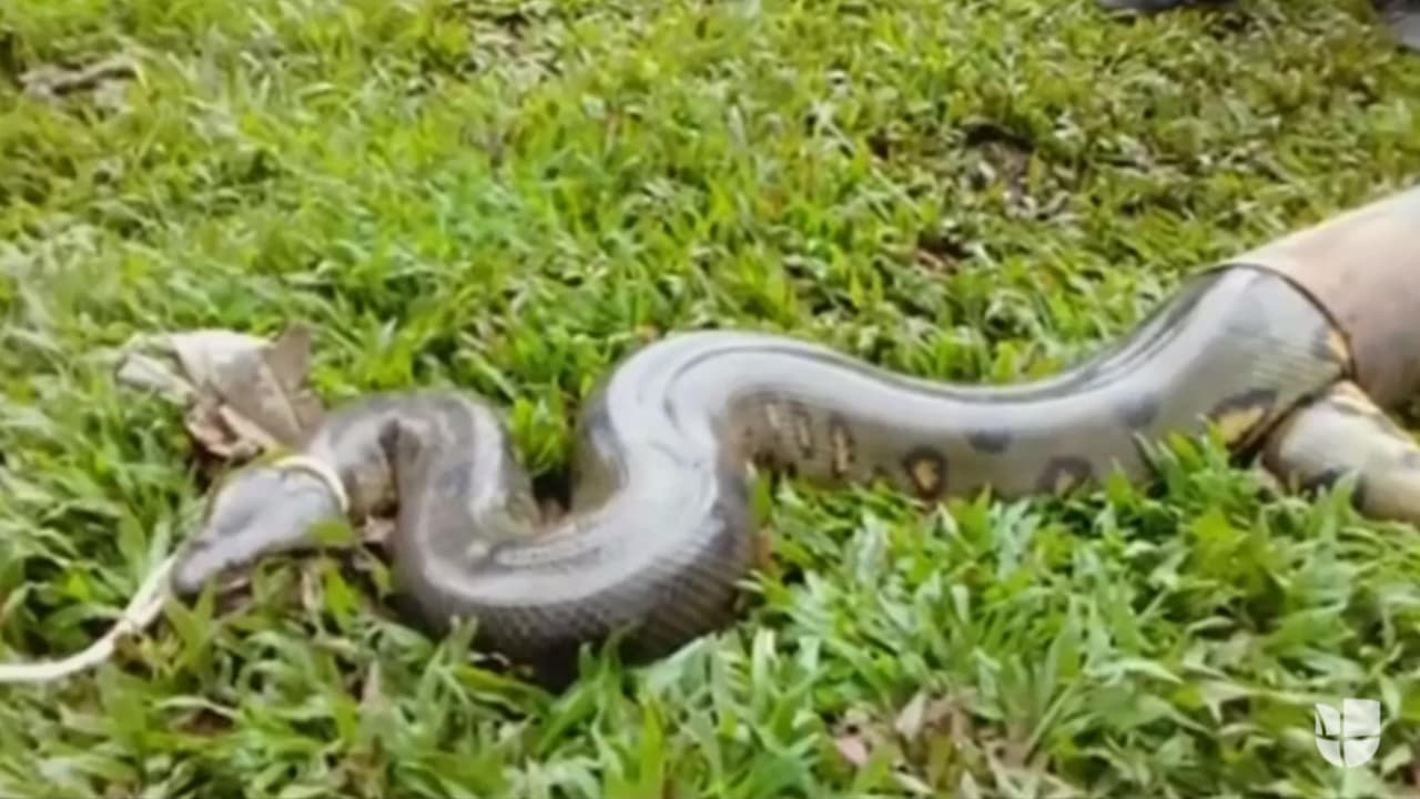 Autoridades peruanas rescatan una anaconda de 13 pies de largo