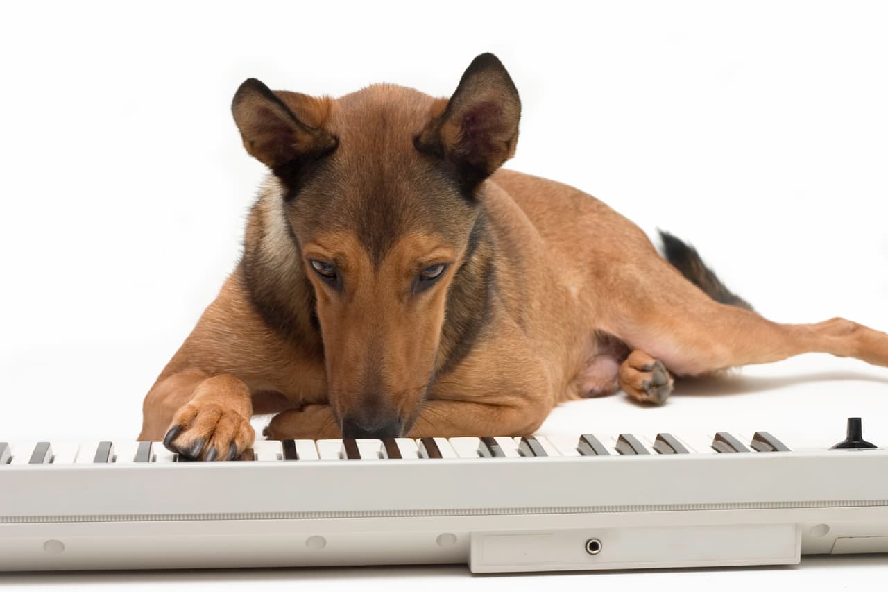 Si crees que tu can comparte tu gusto musical, lamentamos decirte que no es así: ellos escuchan diferentes frecuencias que nosotros.