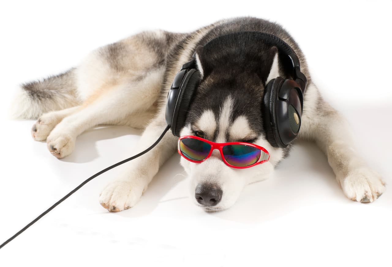 De acuerdo con el Departamento de Ciencia Animal de la Tokyo University of Science, los perros adoran la música clásica.