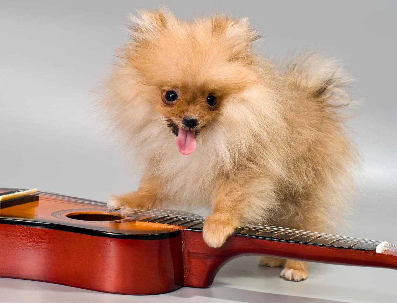 Los perros no sólo se relajan con la música, ¡además sanan más rápido si están enfermos!