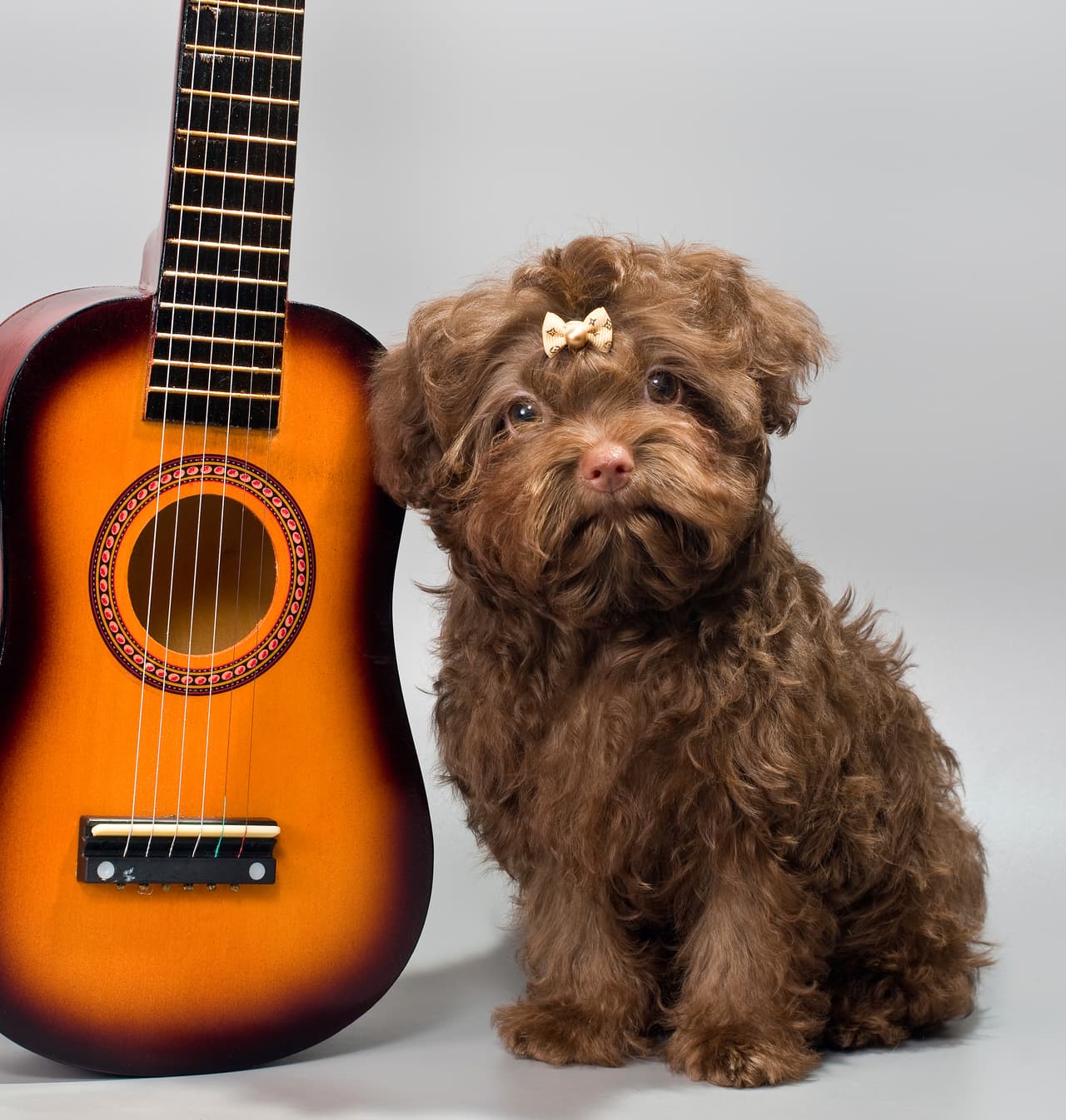 Así es: ¡ellos también son fanáticos de las melodías!