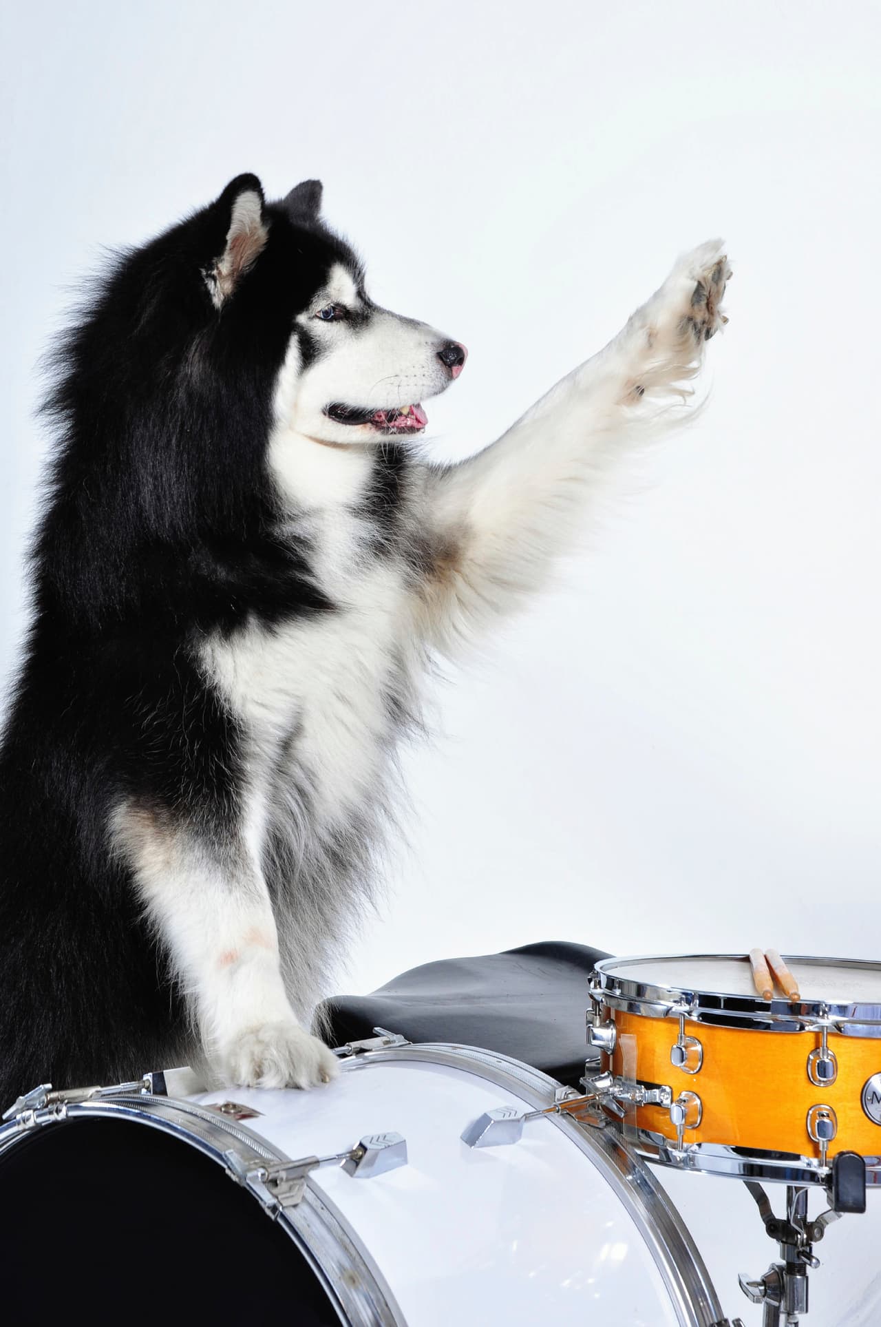 Sobre todo aquella donde en la pieza resalta el piano o el arpa. Además, si está acompañada con gorjeos, ladridos o voces, los perros la disfrutan más.