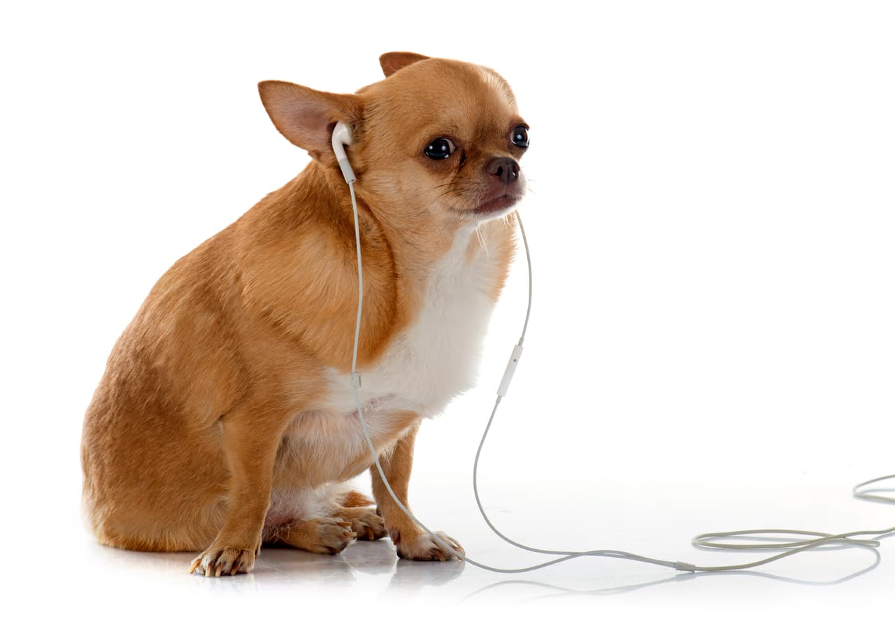 Si bien es cierto que los perros tienen su propia manera de escuchar, ¿sabías que también les gusta la música?