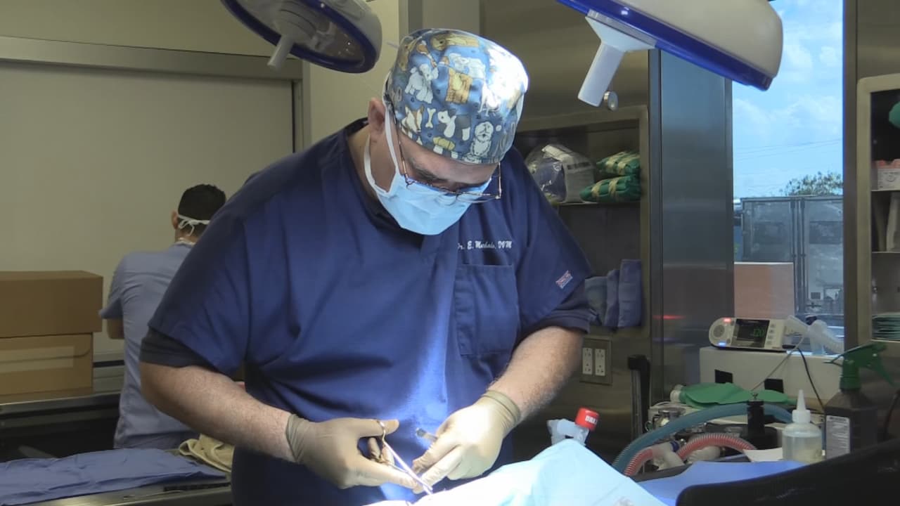 Los gatos callejeros usualmente no representan un problema a las ciudades, siempre y cuando estén sanos y se mantenga controlada su población.