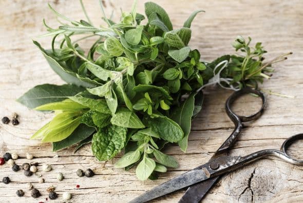 <b>ROMERO</b>
<br>Ayuda en la purificación del aire para mantener todo libre de toxinas dañinas, así que protege de numerosas enfermedades. Puede mejorar tu memoria y estado de ánimo. Se dice además que atrae el amor y la felicidad.