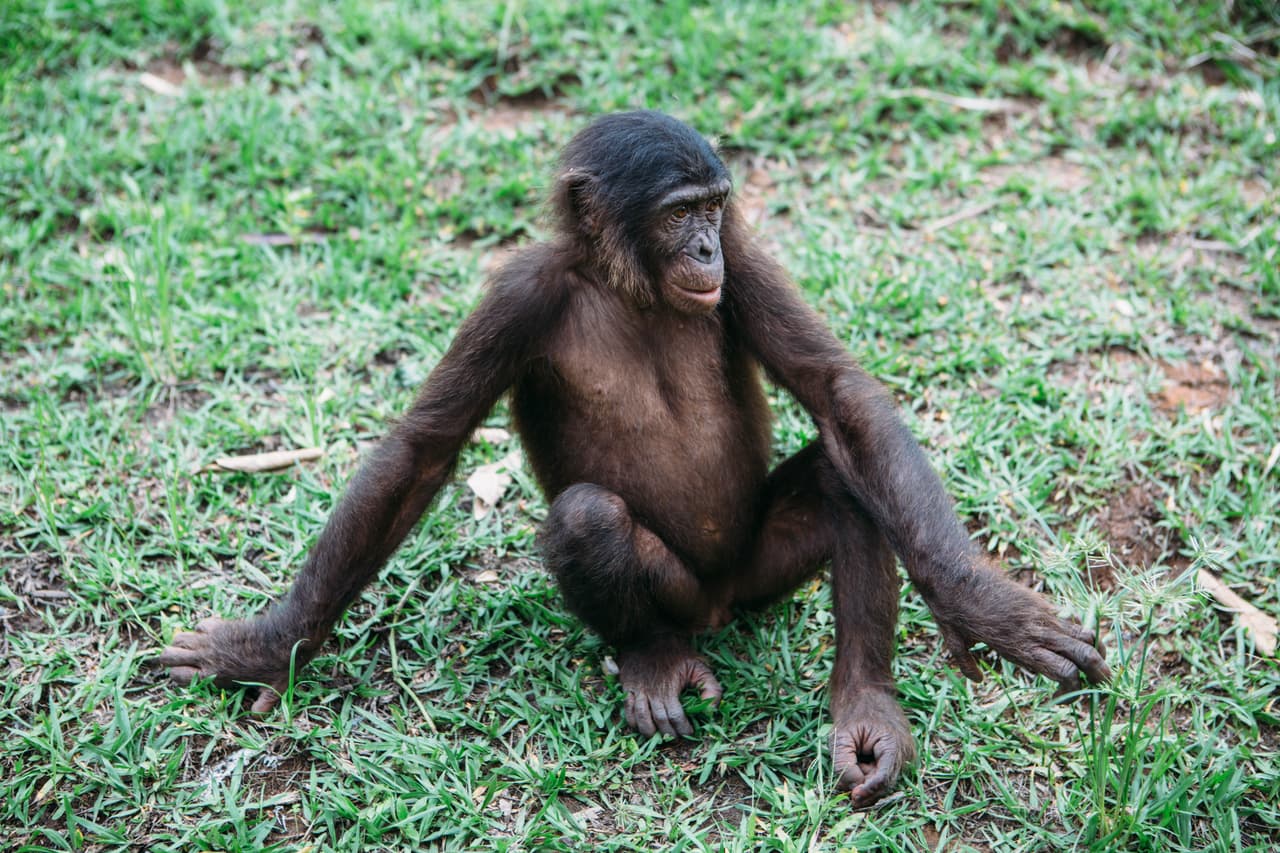 Ahora los bonobos se consideran animales en peligro de extinción. Solamente se encuentran en el Congo pero allí también son víctimas del comercio ilegal de vida silvestre o de su casa para consumir su carne.