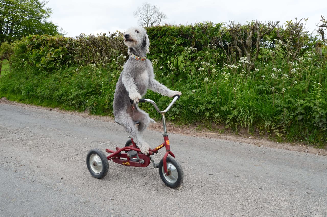 Mira qué encantador luce Barry mientras da su paseo.