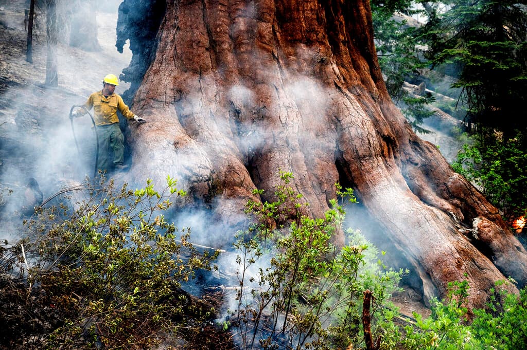 Los bomberos trabajaban en terrenos difíciles este domingo para proteger los icónicos árboles, así como un pequeño pueblo de montaña, en el que ya viene a ser otro año muy activo de incendios forestales en Estados Unidos. 
<b>Mira también:</b> 
<a href="https://www.univision.com/noticias/medio-ambiente/mas-incendios-y-peores-cambio-climatico-informe-onu">Más incendios y más frecuentes: el cambio climático agravará una realidad para la que el mundo "no está preparado" </a>