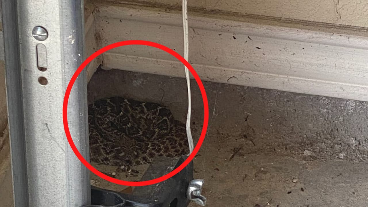 Esta fue la serpiente que Saily Fuentes vio en su garaje es víbora peligrosa.