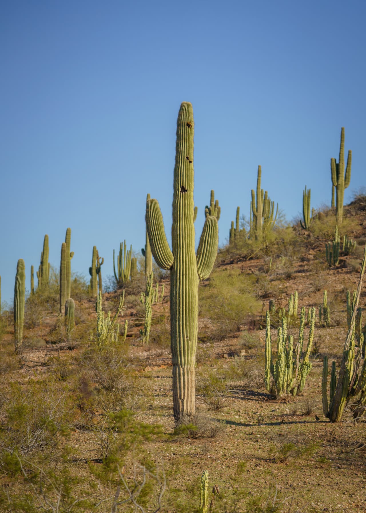Alec Thompson, director ejecutivo de la Lotería de Arizona, destacó 
<b>el trabajo del Jardín Botánico en la protección del desierto de Sonora</b>, trabajo que ha hecho desde 1939.