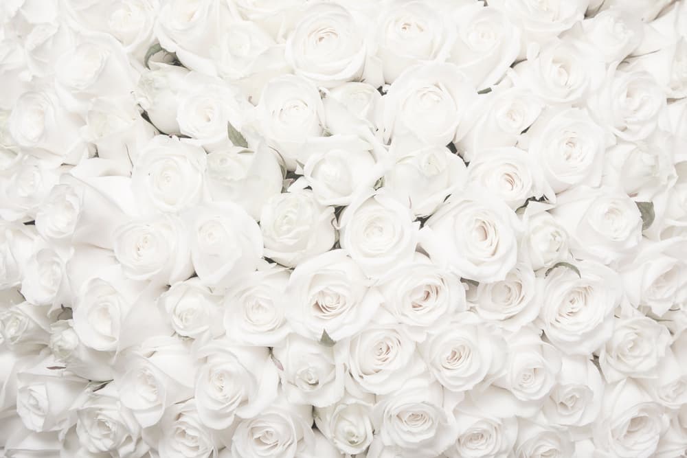 Por ejemplo, es imprescindible que en ningún momento haya flores blancas en su casa, o sea, que ni se les ocurra comprar blanco, porque es el color que ellos distinguen como para funerales o velorios - así que les trae malos presagios.