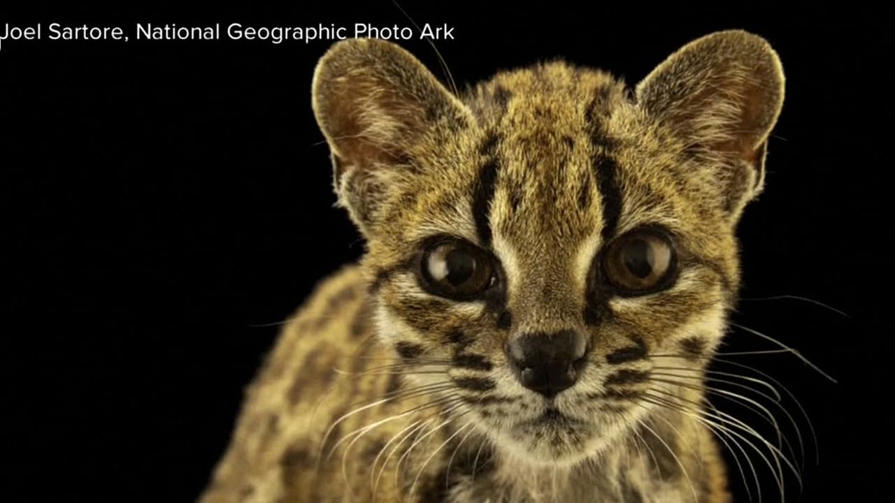 Descubren nueva especie felina vive en el bosque nuboso de Bolivia, hace 100 años no sucedía