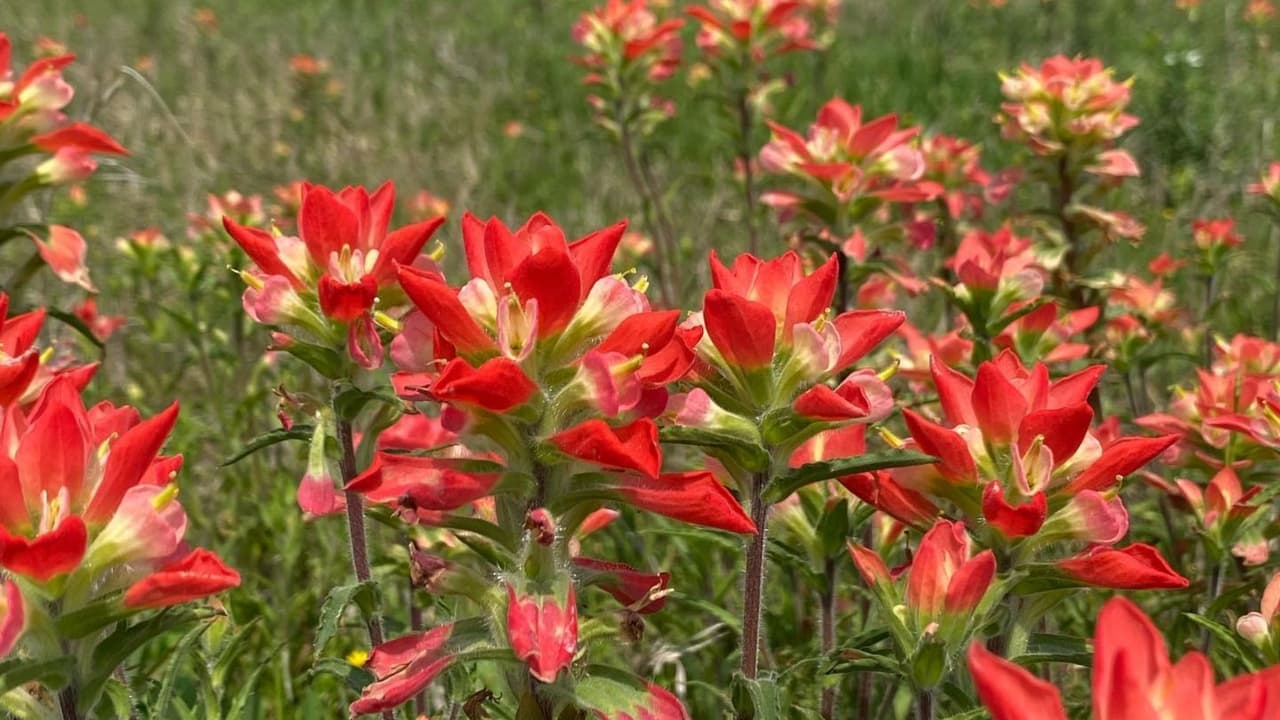 No sólo puedes ver 
<b>blueblonnets</b>, también otras variedades de flores silvesres que predominan en el norte de Texas.