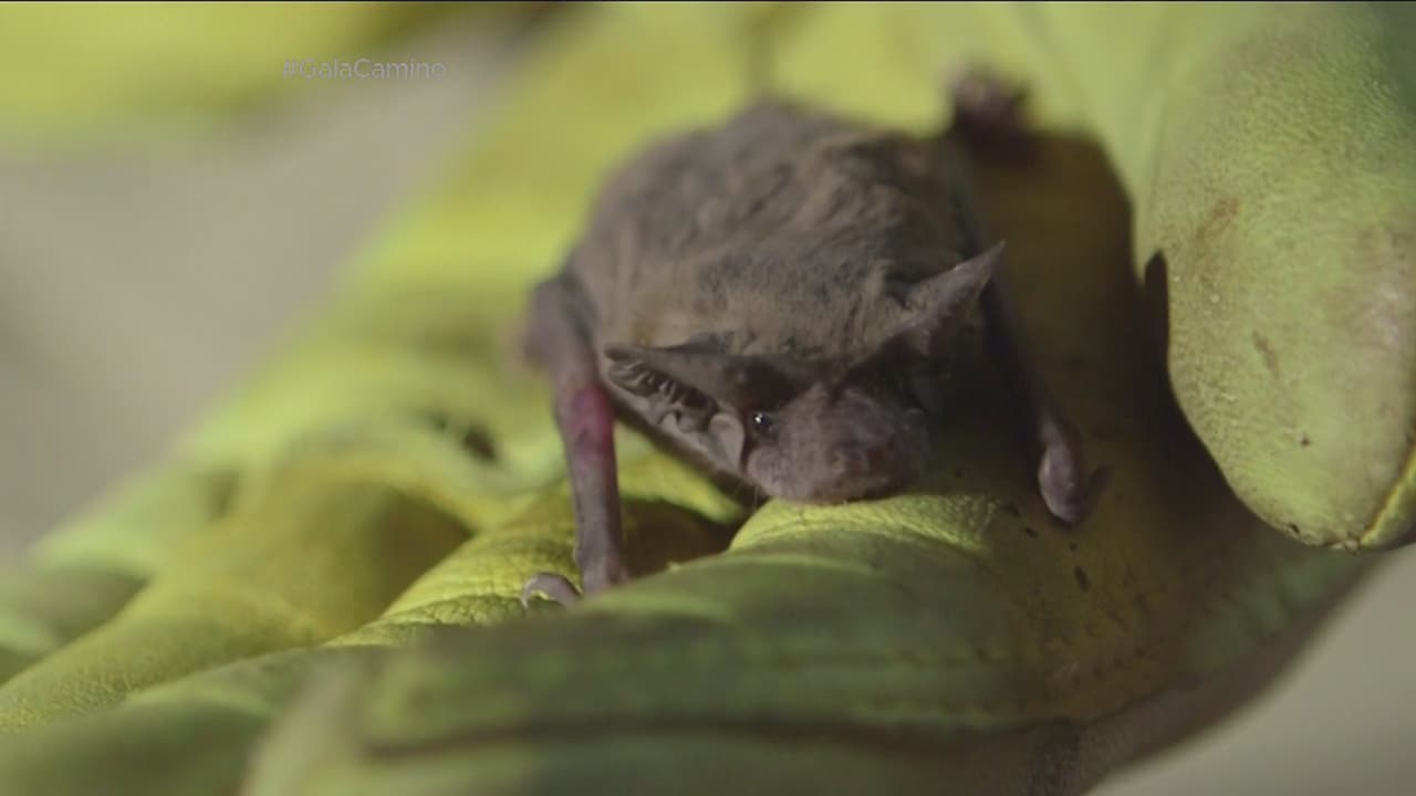 Por la noche, Roger se lanzó a visitar a Lee Mackenzie y a su esposa, dos conservacionistas de murciélagos.