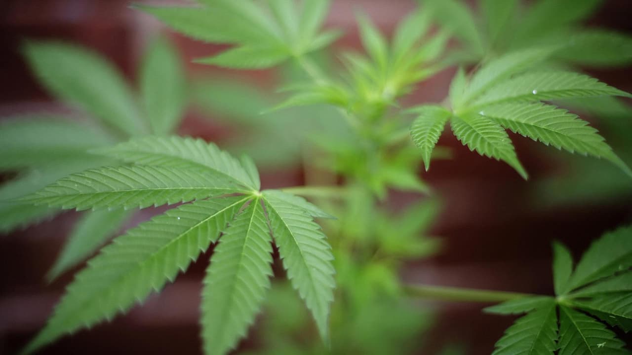 Los beneficios económicos que puede traer a Maryland la legalización de la marihuana para uso recreativo