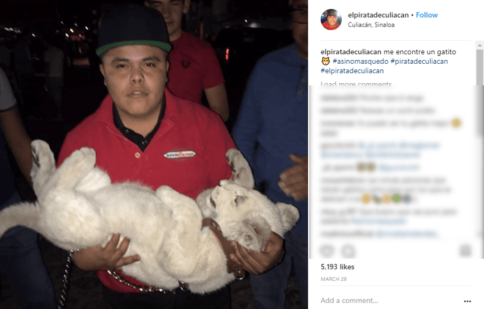 Beto Sierra es un aficionado a los tigres e incluso tiene uno como mascota. 'El Pirata' se tatuó el rostro de un tigre en un brazo. Aquí se le ve cargando a uno de esos felinos. Foto del 29 de marzo de 2017.