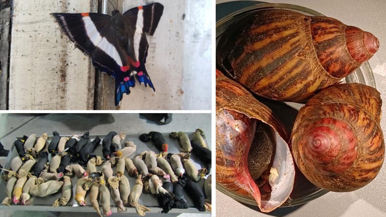 Aduanas y Protección Fronteriza (CBP) dio a conocer una lista de las incautaciones más interesantes del 2021 entre las que destaca, larvas de mariposas, salchichas de puerco, pescado seco, chiles frescos, jamón de pavo y caracoles gigantes vivos.