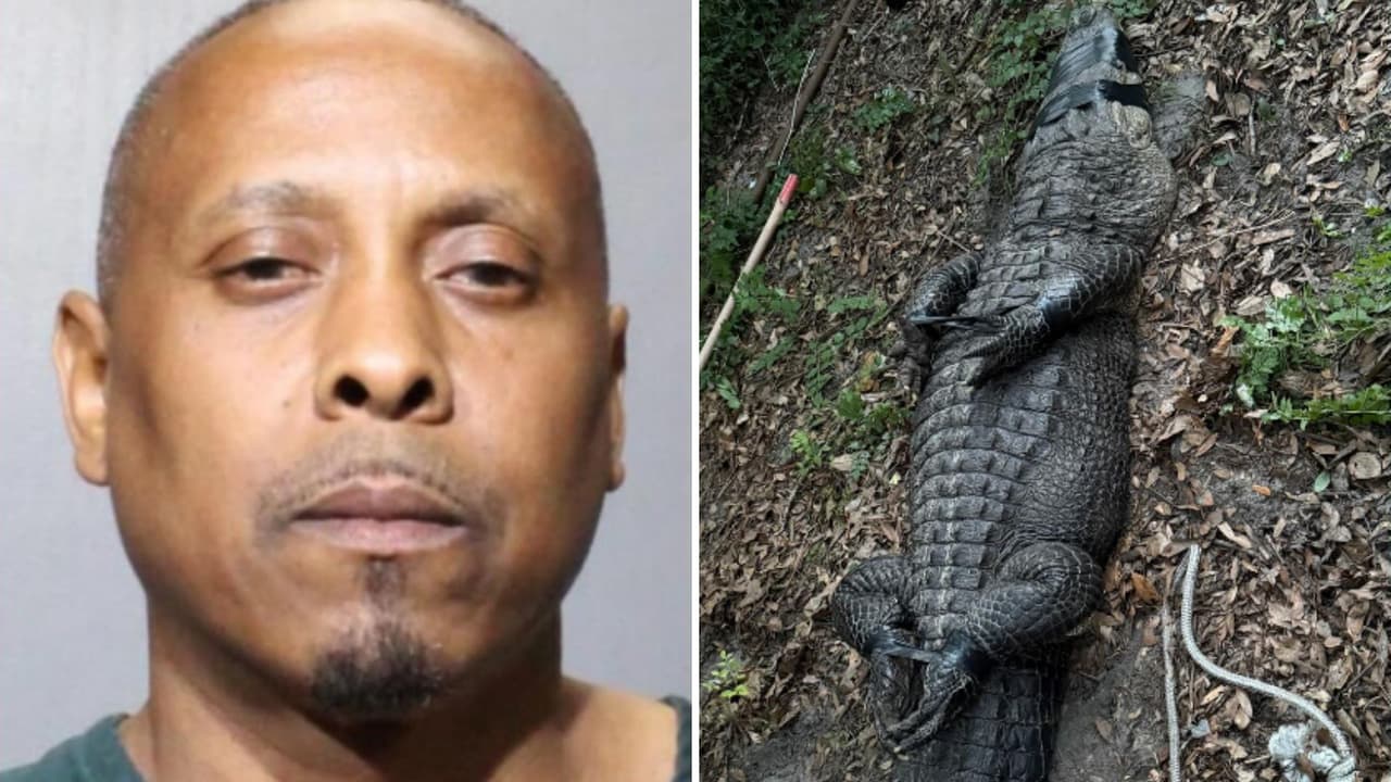 Así fue la redada en Jacksonville que destapó drogas, peleas de perros y un caimán como mascota