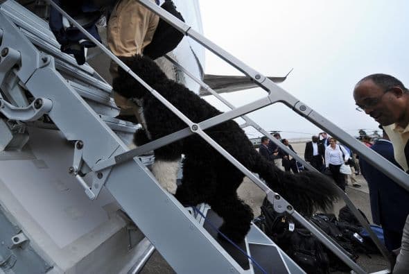Como parte de la Primera Familia, Bo toma viajes de negocio en el avión presidencial Air Force One.