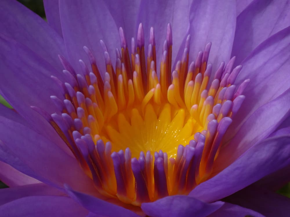 En cuanto a vegetales y flores, para que tu hogar se llene de energía positiva usa un amuleto vivo. La mejor alternativa par un Cáncer es que elija flores vivas de nenúfar, con una gran afinidad por la luna.