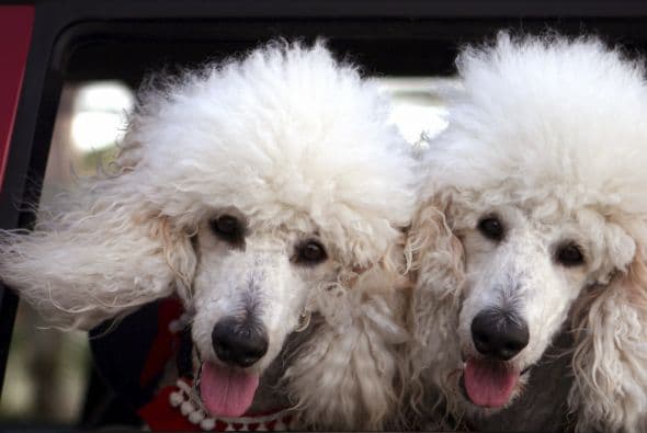 Podrían vivir entre 14 y 18 años. Son propensos a sufrir la enfermedad de Addison y el síndrome de Cushing.