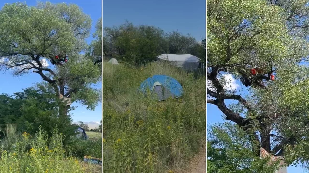 Acusan a la Patrulla Fronteriza de intimidar a activistas que protegen un árbol centenario de la construcción del muro
