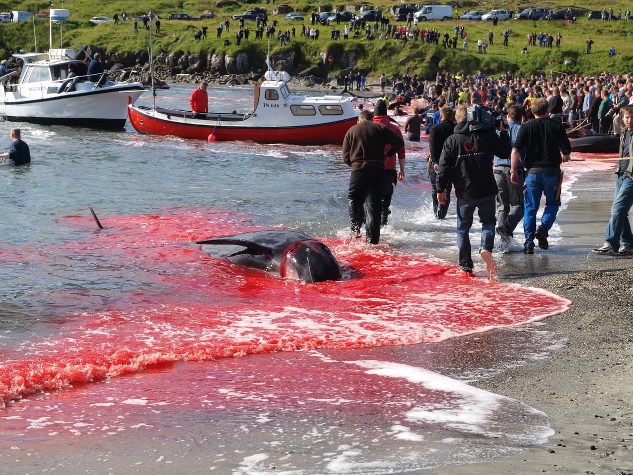 "Es exactamente este tipo de atrocidades las que las autoridades de Dinamarca y las Islas Feroe están tratando de encubrir al negarle las tripulaciones de a Sea Shepherd y otras organizaciones ambientalistas la entrada al archipiélago. Y esta es exactamente la razón por la que continuamos empujando el creciente impulso mundial para poner fin a esta práctica sangrienta y brutal", asegura Geert Vons, de Sea Shepherd en su
<a href="http://www.seashepherdglobal.org/news-and-commentary/news/blood-spills-on-to-the-shores-of-the-danish-faroe-islands-in-the-first-pilot-whale-slaughter-of-the-year.html"> <b>página web.</b></a>
<br>Fotografía tomada en julio de 2010.