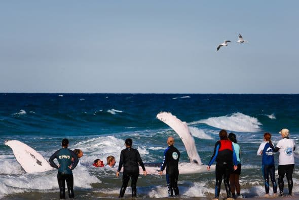 Por el peso de este mamífero el esfuerzo para regresarlas al mar es muy grande y en ocasiones es imposible salvar a la ballena más si son ballenas adultas o viejas.