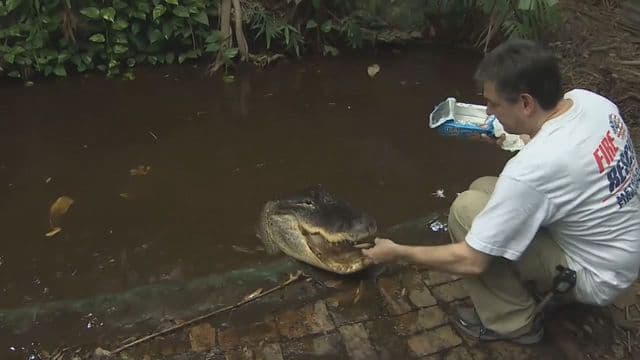Hombre de Miami lucha por conservar a su inmenso caimán de 47 años