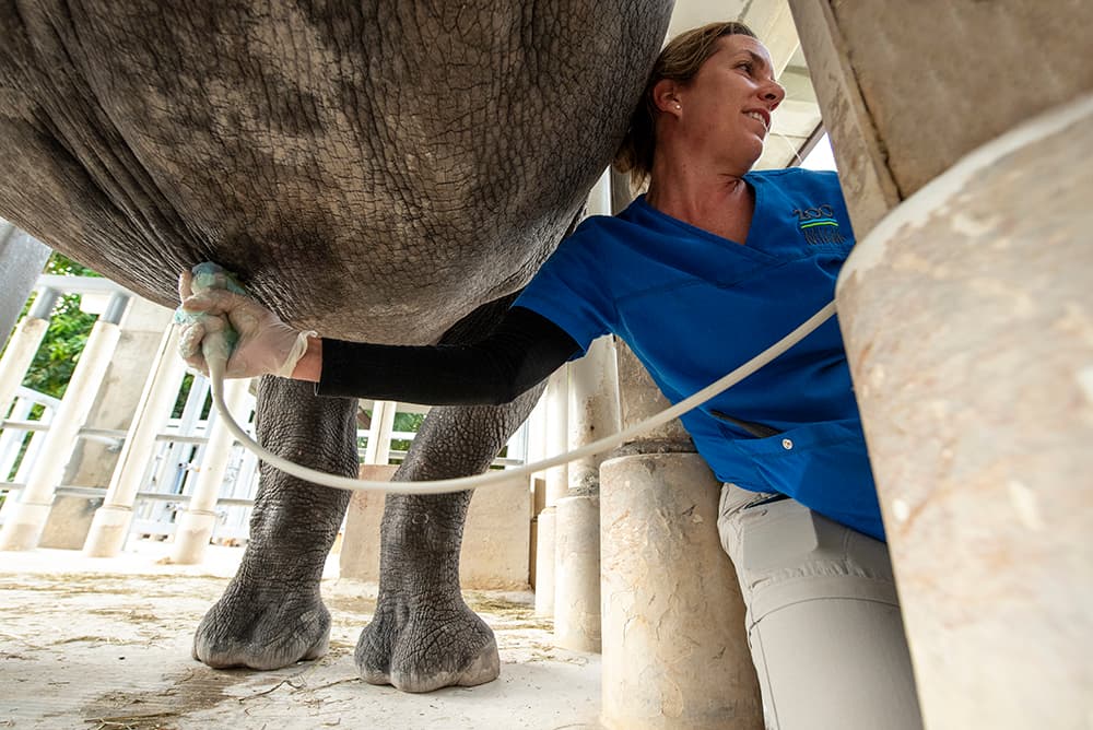 “Akuti” recibió capacitación para aceptar el contacto y las manipulaciones suaves del equipo de salud animal. El rinoceronte se ha comportado pacíficamente y le han podido realizar los procedimientos de ultrasonido tanto rectales como abdominales, sin ningún tipo de sedación.
<br>
<br>