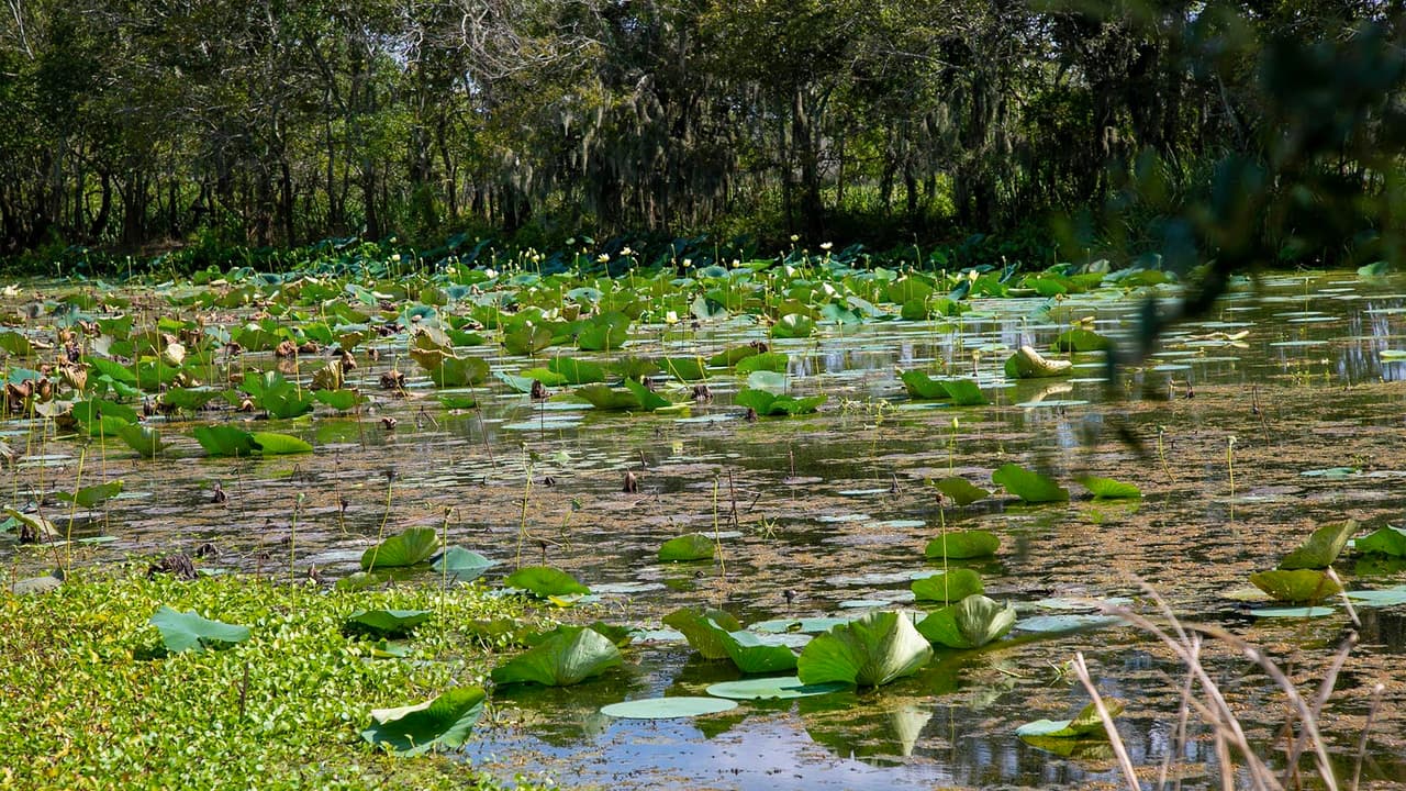 Si usted va con su mascota, no debe permitir que entren a los lagos o pantanos.