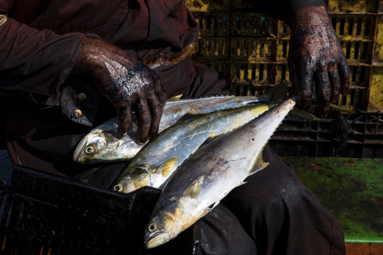 Con las manos cubiertas de petróleo, Edward Alexander Barrios organiza la pesca que recogió en el lago de Maracaibo, en Cabimas, al oeste de Venezuela. No hay nadie que esté sufriendo más de las consecuencias ambientales del colapso de la industria petrolera de ese país,
<a href="https://www.univision.com/noticias/america-latina/el-petroleo-venezolano-salvavidas-o-talon-de-aquiles-de-maduro">hasta hace unos años pionera en el mundo</a>, que los humildes pescadores en las aguas sucias y negruzcas del lago de Maracaibo, una zona de intensa producción petrolera.