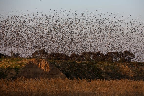 Antes de dormir, las aves crean espectaculares figuras en el cielo.