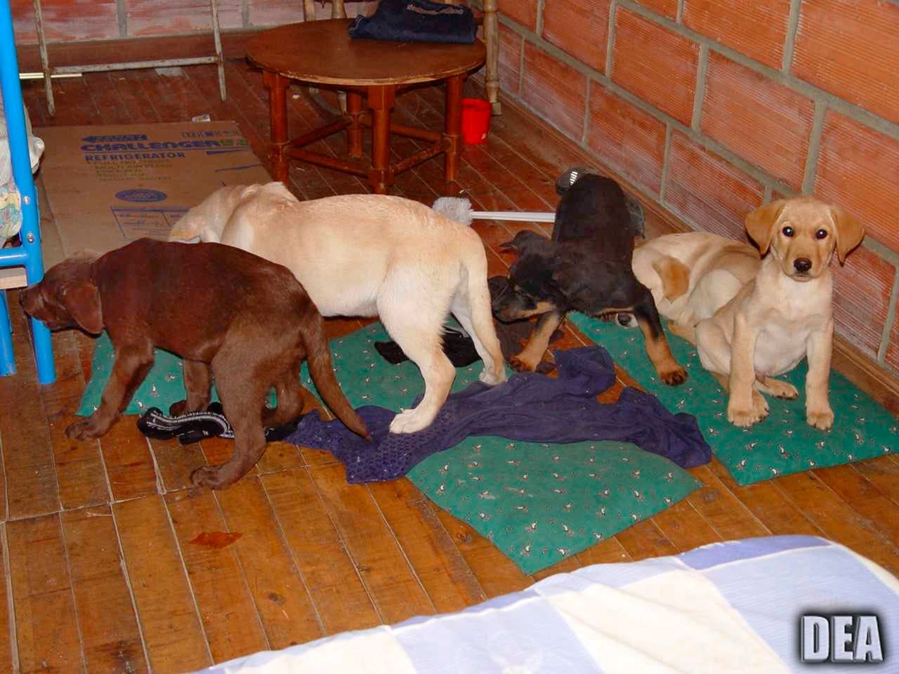 ARCHIVO - Esta fotografía de archivo de 2005 proporcionada por la Administración de Control de Drogas de Estados Unidos muestra unos cachorros que fueron rescatados de un rancho de Colombia. (Administración de Control de Drogas de EE.UU. via AP, Archivo)